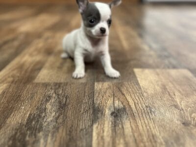 CKC Female Chihuahua