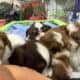 4 Shih Tzu males