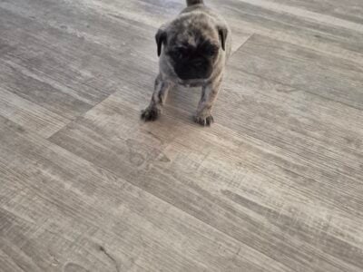 Pug puppy