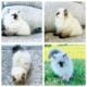 Persian kittens