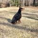 Shadow stunning black melanistic (solid black)