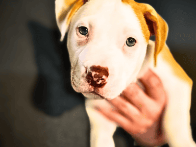 American Bully Pitbull Mix Puppy White Red Male