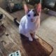 Kittens for sale