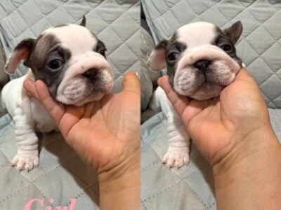 French bulldog from $3000