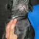 Cane corso puppies