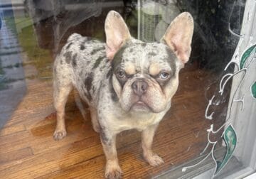 Frenchton male