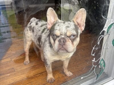 Frenchton male