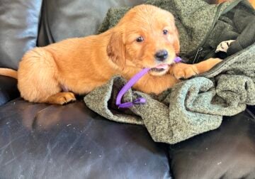 Golden Retriever Puppies Available