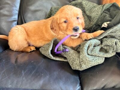 Golden Retriever Puppies Available
