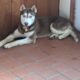 Rusty the siberian husky for rehoming