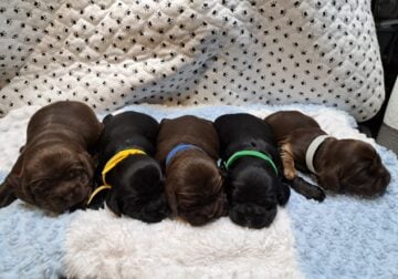 CKC American Cocker Spaniel puppies -Mississippi