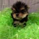 Morkies