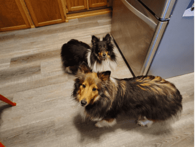 Two Female Shelties for sale