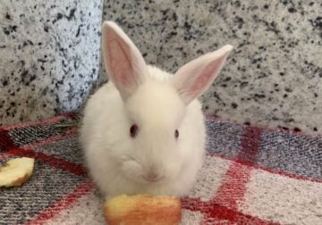 ⸻ Adorable Pet Rabbits ! 🐇