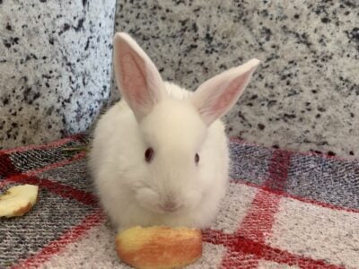 ⸻ Adorable Pet Rabbits ! 🐇