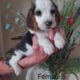 Akc Beagle Puppies