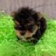 Morkies