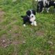 Aussie doodle puppies-7 weeks old