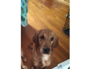 “Ruby” Golden LabraDoodle