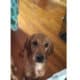“Ruby” Golden LabraDoodle