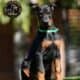 Doberman Pinscher puppies for sale!