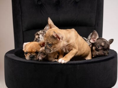 Exotic French Bulldog Puppies
