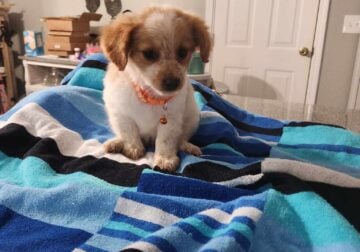 Chiweenie puppies