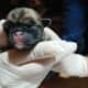 New born puppies