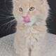Maine Coon Kittens