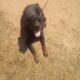 akc rottweiler