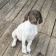German shorthair puppies