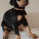 Doberman puppies