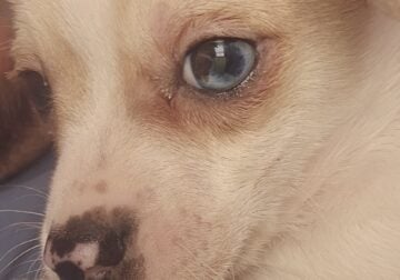 Chiweenie 4 sale