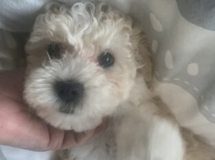 Gorgeous MaltiPoo’s 2 Males!