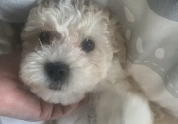 Gorgeous MaltiPoo’s 2 Males!
