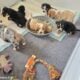 Bulldog mix puppies
