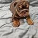 English Bulldog Chocolate AKC