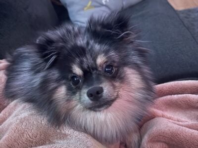 Blue Merle pom