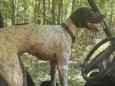 B. and I. Gun Dogs