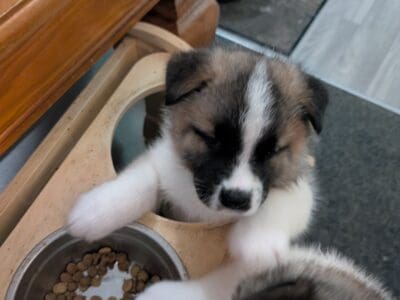 Akita x Malamute puppies ready April 2nd