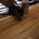 CKC female Teacup Yorkie