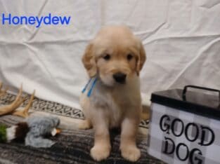 AKC Golden Retriever Puppies