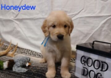 AKC Golden Retriever Puppies