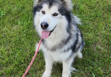Malamute
