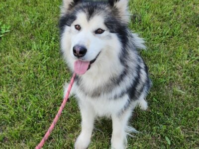Malamute