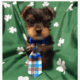 Yorkie Male 1, Macomb, Michigan