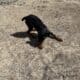 6 month old Rottweiler puppy original