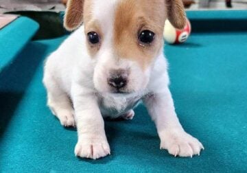 Jack Russell Terrier