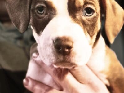 American Bully Pitbull Mix Puppy