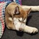 Rusty the siberian husky for rehoming